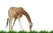 giraffe with grass isolated giraffe with grass isolated