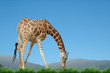 giraff eat grass giraff eat grass