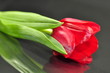 Tulpe