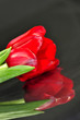 Tulpe hochkant