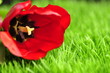 Tulpenblüte