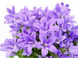 bell flowers isolated