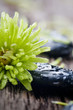 Stones with water drops