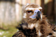 Cinereous Vulture