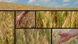 Video: Wheat Crop Composite Wheat Crop Composite
