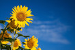Soak Up The Sun