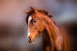 Foto: Portrait of beautiful red stallion in the spring sunshine Portrait of beautiful red stallion in the spring sunshine