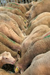 moutons