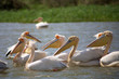 Pelicans in the Djoudj National park