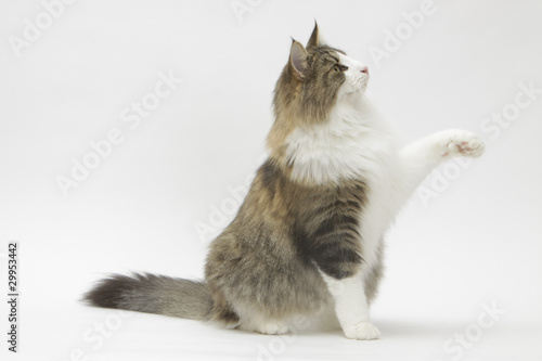 Photo: le chat donne la patte le chat donne la patte