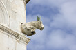 Cattedrale - Pisa (particolare) Cattedrale - Pisa (particolare)