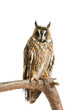 owl isolated on the white background