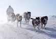 chiens de traineau