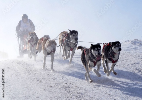 Photo: chiens de traineau chiens de traineau