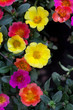 Portulaca Flowers Portulaca Flowers