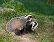 Badger Cubs playing