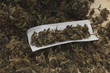 Marihuana in cigarette paper lies on dried buds