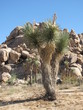 desert cactus