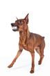 Miniature Pinscher.