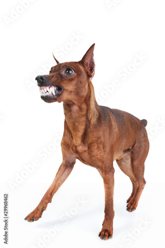 Photo: Miniature Pinscher. Miniature Pinscher.