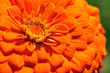 Golden chrysanthemum closeup. Focus on middle petals.