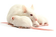 White laboratory mice: mother with pups; isolated White laboratory mice: mother with pups; isolated