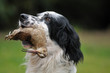 setter anglais portant une bécasse setter anglais portant une bécasse