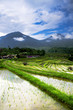 Paddy Field