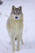 Gray or Arctic Wolf