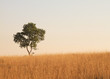 Photo en ligne au meilleur prix Tree