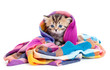 kitten pure breed striped british in colorful tippet or scarf is kitten pure breed striped british in colorful tippet or scarf is