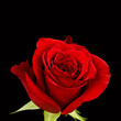 Red rose