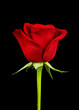 Side view of rose