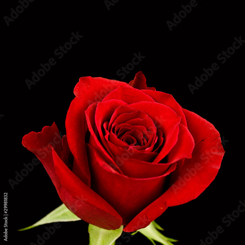 Photo: Red rose Red rose