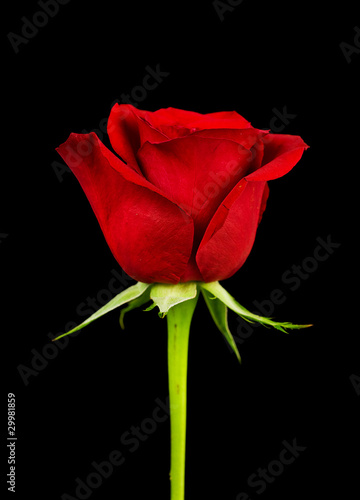 Photo: Side view of rose Side view of rose