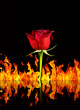 rose and fire