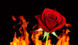 Rose and flames