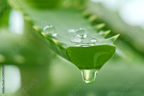 Photo: aloe aloe