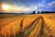 Rural landscape with wheat field on sunset