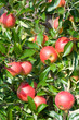 close up of an apple tree close up of an apple tree