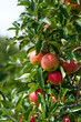 close up of an apple tree close up of an apple tree