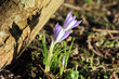 crocus