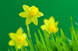 narcissus