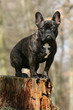 französische Bulldogge
