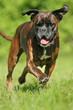 rennender Boxer