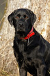 schwarzer Labrador