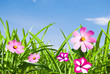 spring