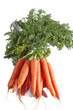 carottes
