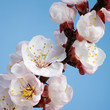 Flowering branch Flowering branch