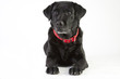 Perro Dog